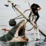 Jaws1985