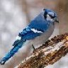 bluejay