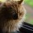 windupcat