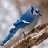 bluejay